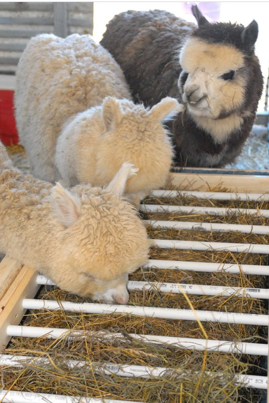 Sold Alpaca Box