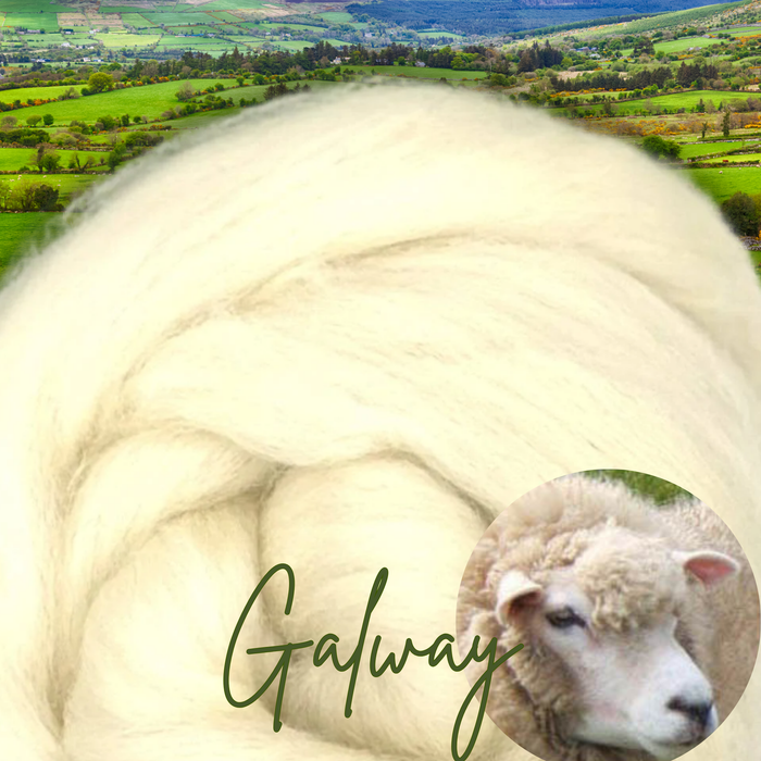 NEW BREED ALERT!  Galway Ireland's only native sheep breed - 1 Ounce - M