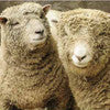 SOUTHDOWN (heritage breed) -  White Combed Top - one pound  - Please give up to 3 weeks for shipping.